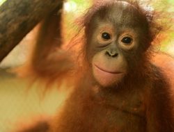 KLHK Pulangkan Orangutan Astuti Ke Kalimantan