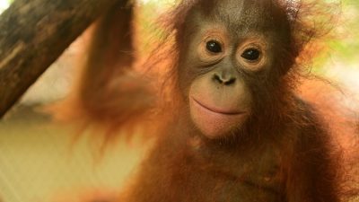 KLHK Pulangkan Orangutan Astuti Ke Kalimantan