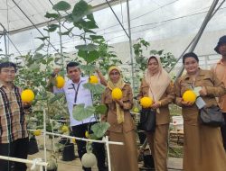 TEFA SMKPP Kementan Budidayakan Melon dengan Smart Farming