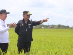 Produktivitas Padi Capai 5 Ton Per Ha, Mentan SYL Pastikan Food Estate Kalteng Berkembang