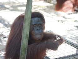 BKSDA Kalteng dan BKSDA Kaltim Lepasliarkan 12 Individu Orangutan