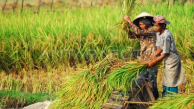 Petani Banten Masuk Panen Raya Padi