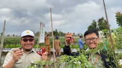Optimalkan Lahan Rawa, Petani Muda Asal Banjar Raup Untung Jutaan dari Cabai